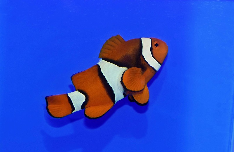 c250516322