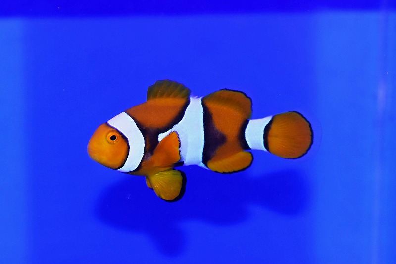 c250516323