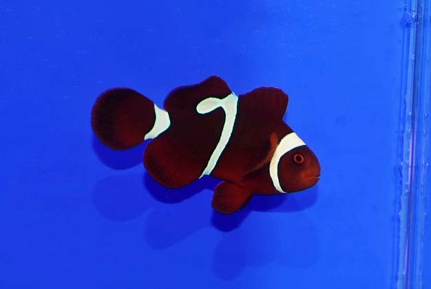 c250522305