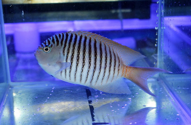 □SALE□ニューカレドニア産ヒレナガヤッコ ペア - 海水魚専門店