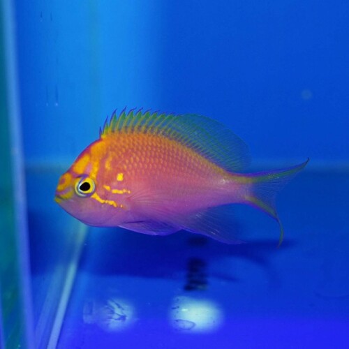 その他（海水魚）に関する記事一覧 | 生麦海水魚センターネット