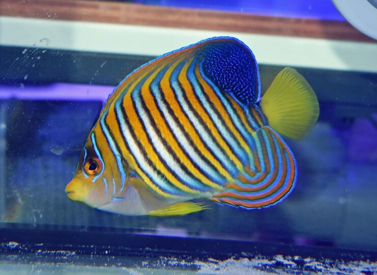 c250527305