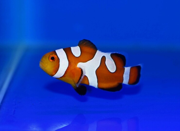 c250530301