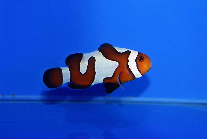 c250530302