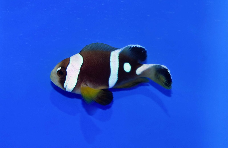 c250530307