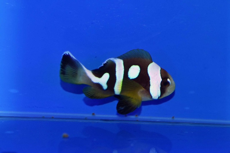 c250530307