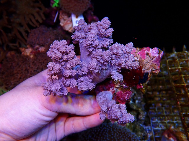 沖縄産スジチヂミトサカ　1 サンゴ）沖縄産 スジチヂミトサカ Ｍサイズ（１個） 北海道航空便要