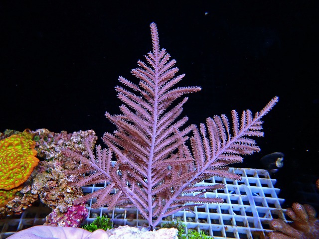 l250503404