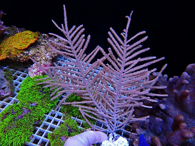 l250503406