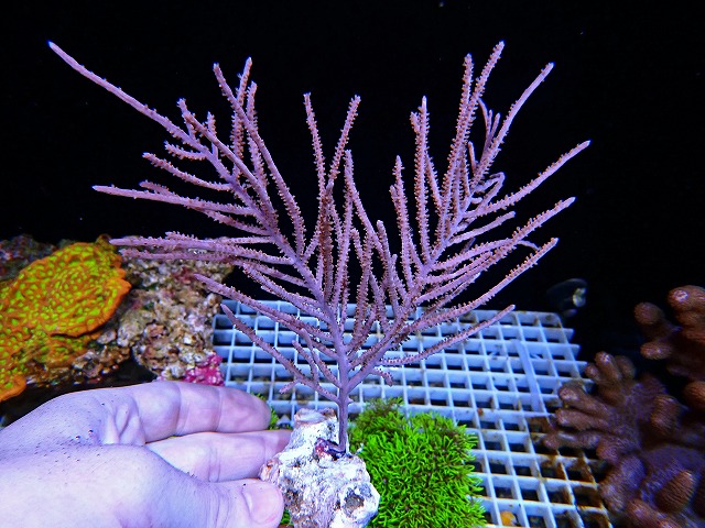 l250503407