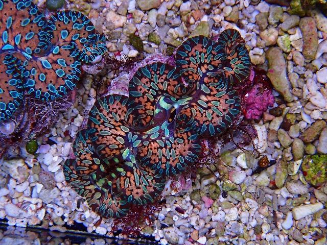 l250510407