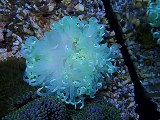 l250514406