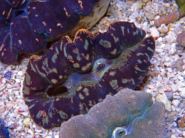 l250521405
