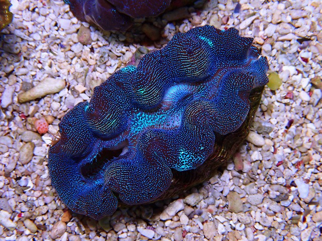 早割 リフト券 シャコ貝に関する記事一覧 | 生麦海水魚センターネットショップ 置物