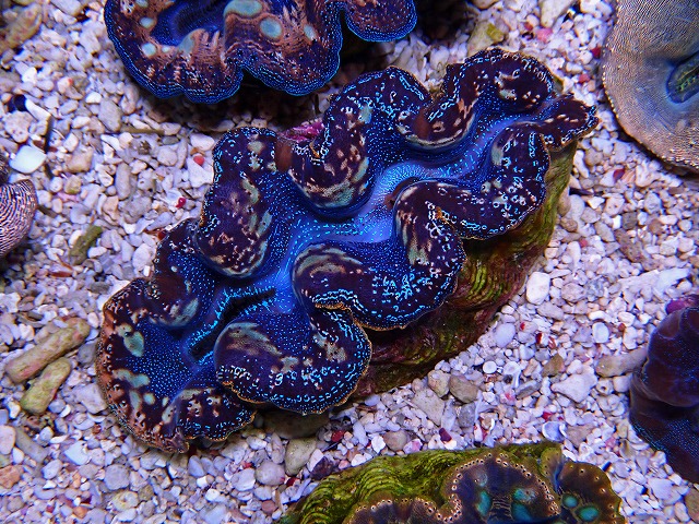 l250521412