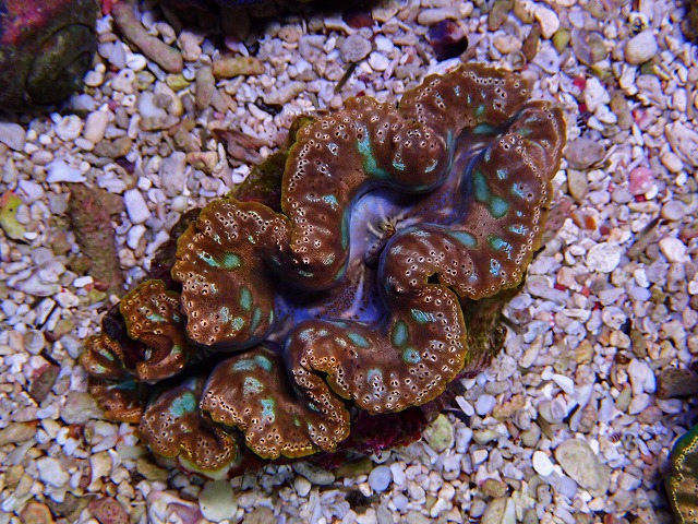 シャコ貝に関する記事一覧 | 生麦海水魚センターネットショップ