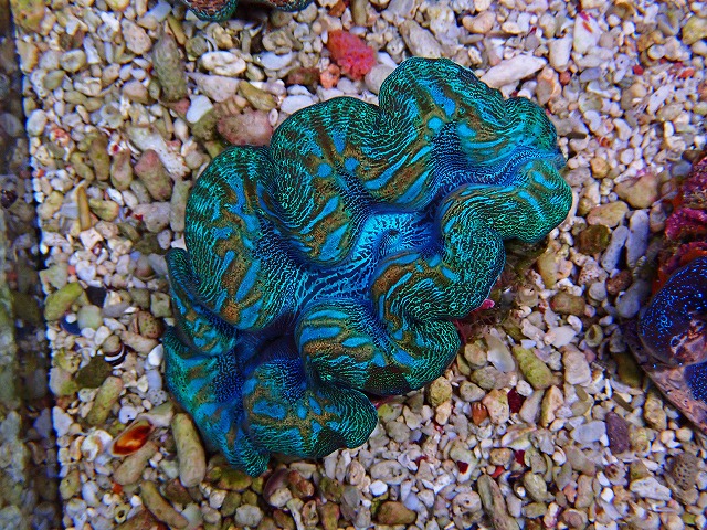 l250521428
