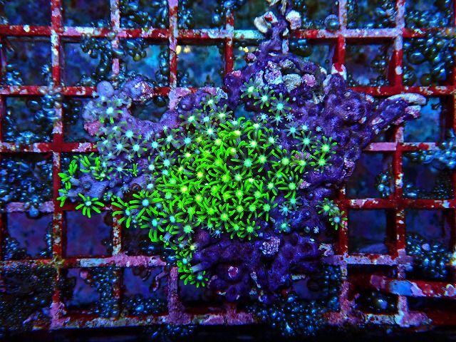l250529406