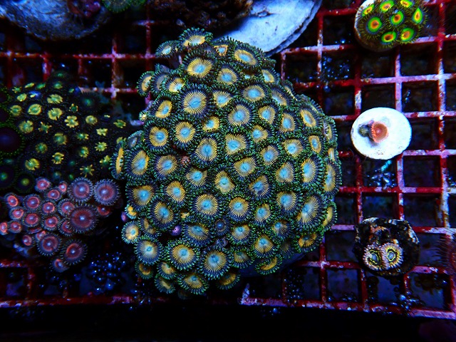 l250530405