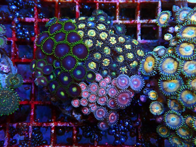 l250530409