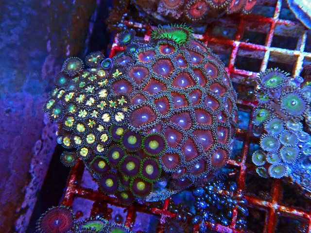 l250530412