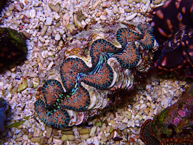 l250530415