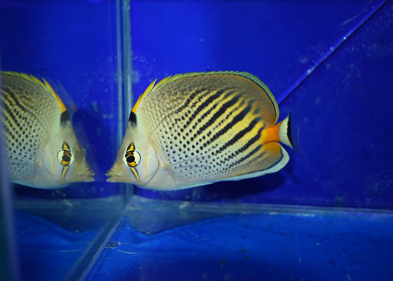 フィジー産ドットアンドダッシュバタフライC | 生麦海水魚
