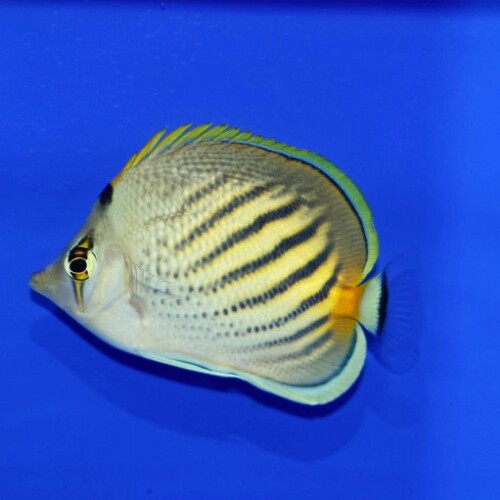 c250605307