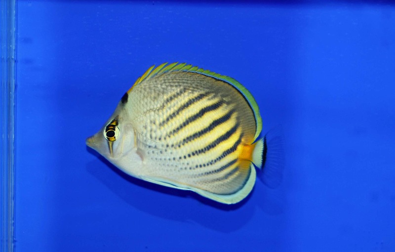 c250605307