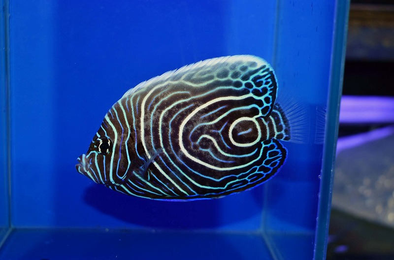 c250605333