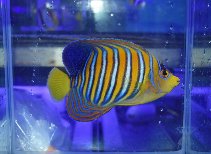 c250605353