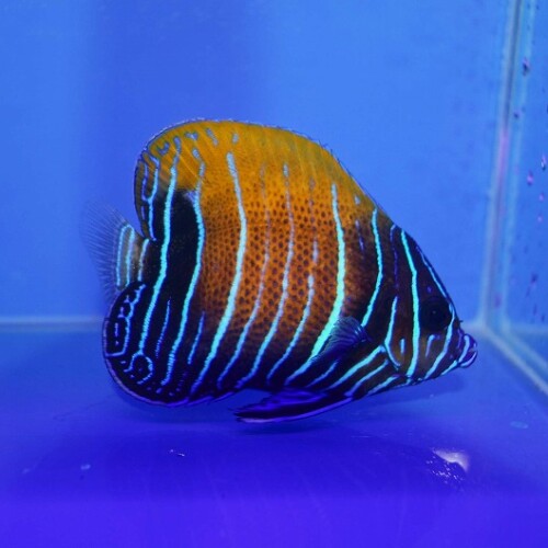 c250605374