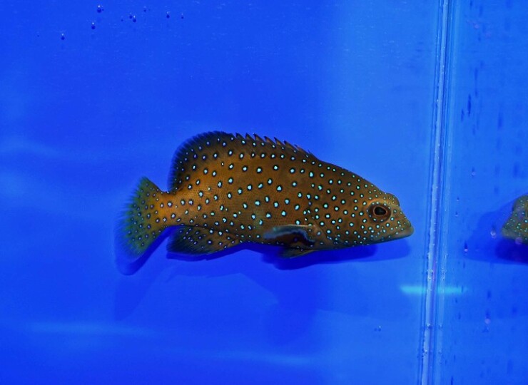 c250613309
