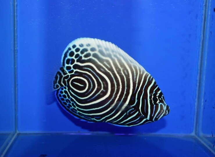 c250626300