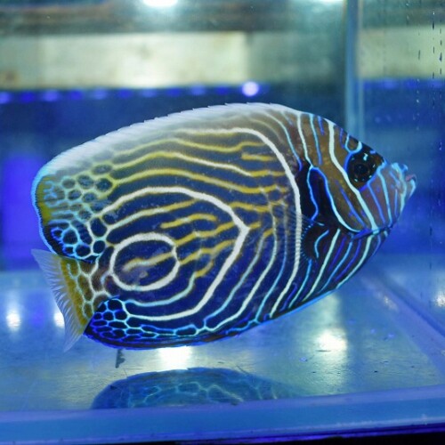 生麦海水魚センターネットショップ | 生麦海水魚センターネット
