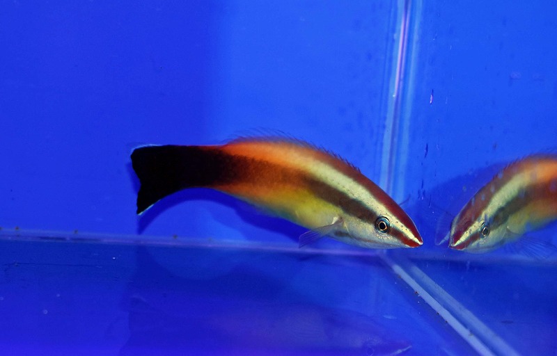 c250627314