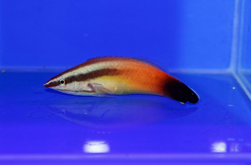 c250627315