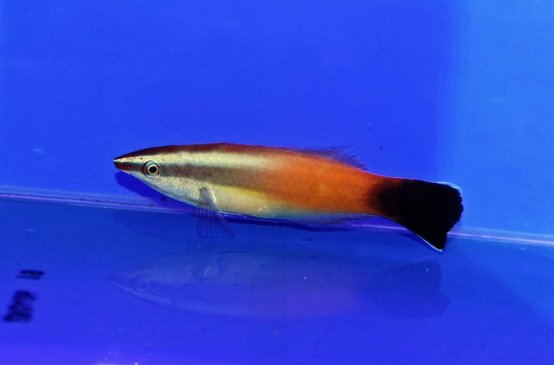 c250627316
