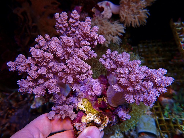 l250607403