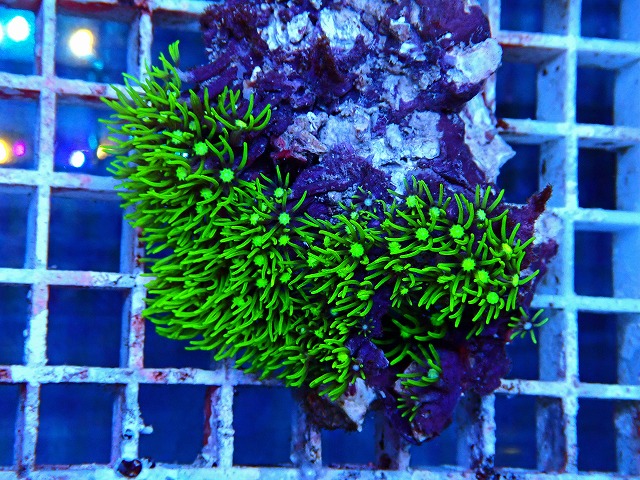 l250607412