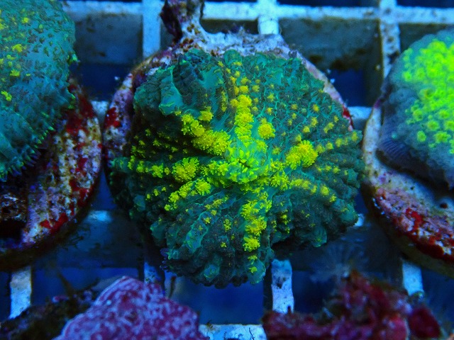l250612408