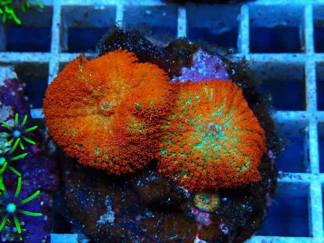 l250612416