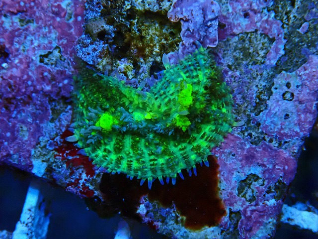 l250612420