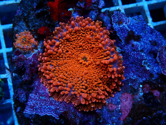 l250612468