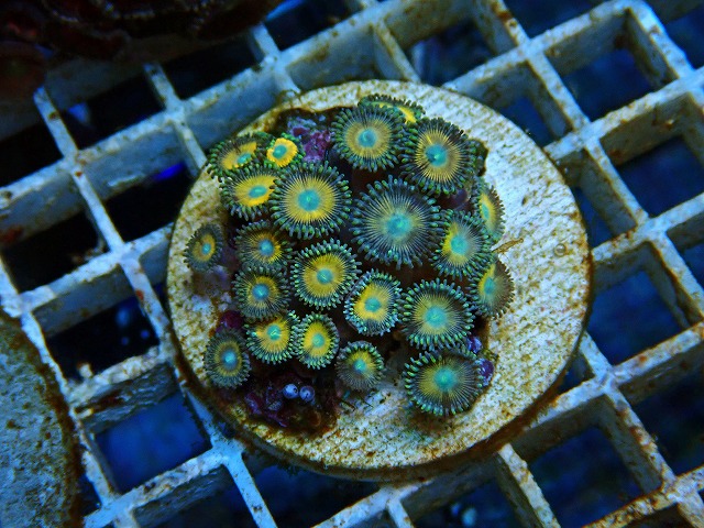 l250612479
