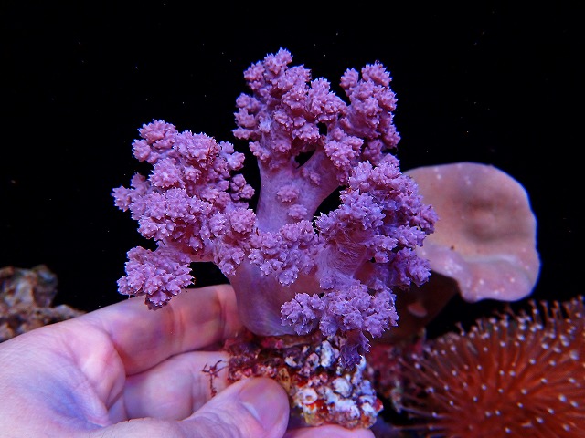 l250620405