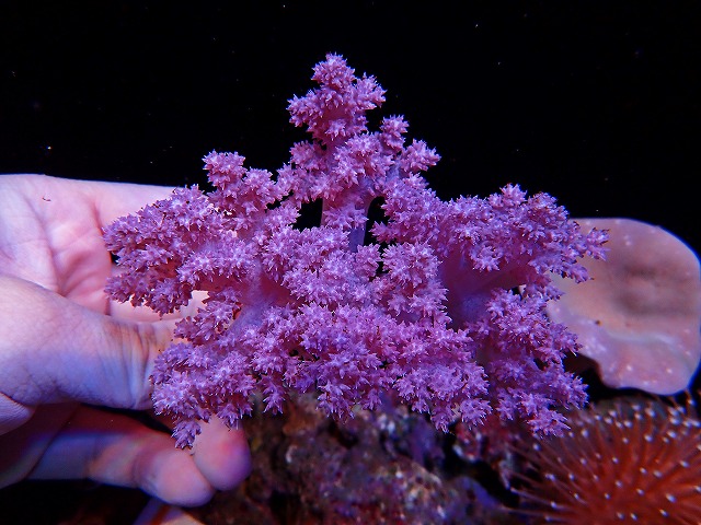 l250620406
