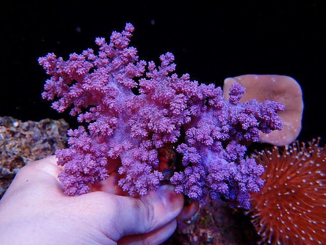 l250620411