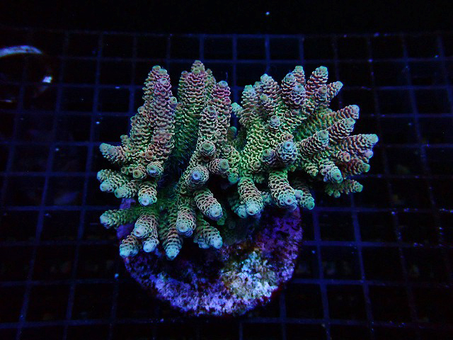 s250601001 (50)