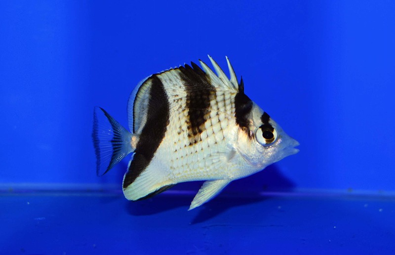 c250705300
